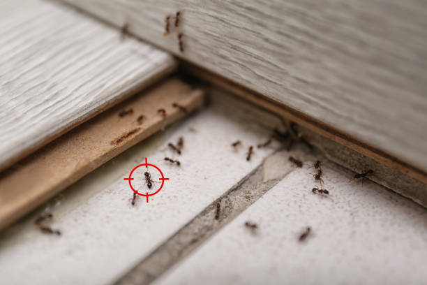 Pest Prevention Services in Cleora, OK