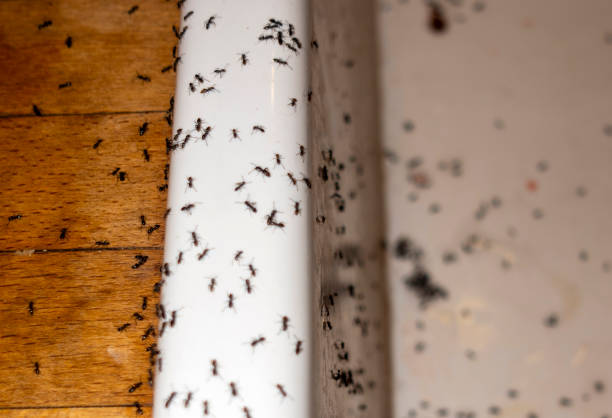 Best Ant Control Services  in Cleora, OK