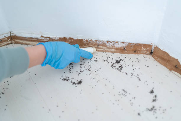 Best Exterminator Services  in Cleora, OK